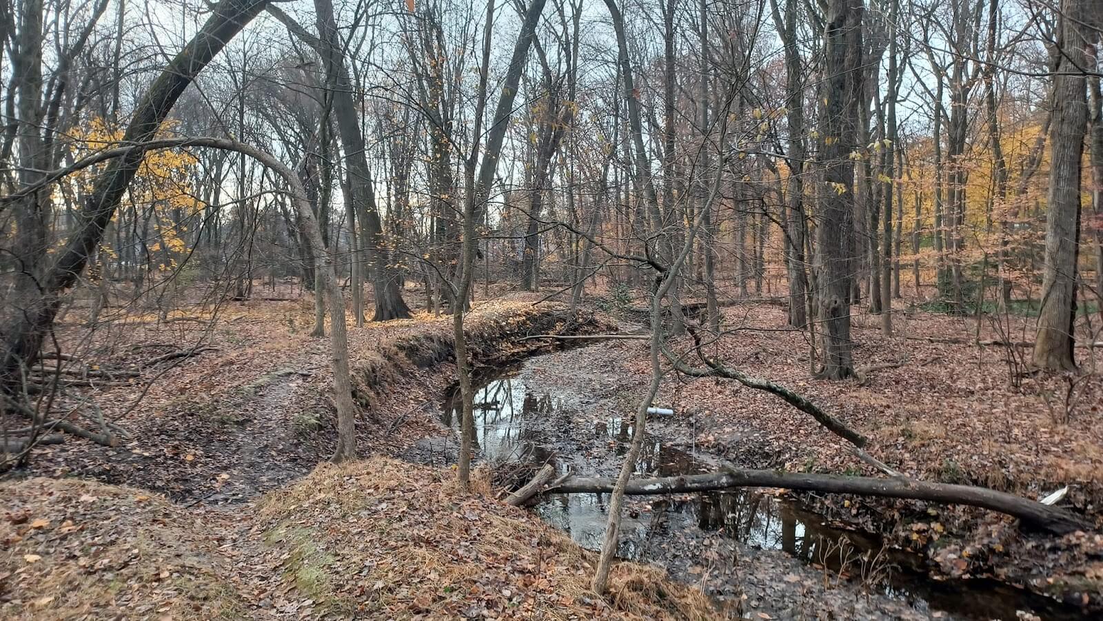 Lotus Woods Nature Walk Oradell | Scenic Trails & Wetland Views